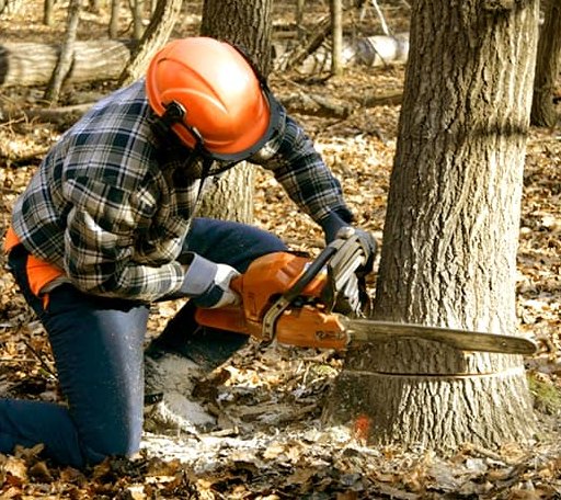 Tree Removal in Federalsburg, MD